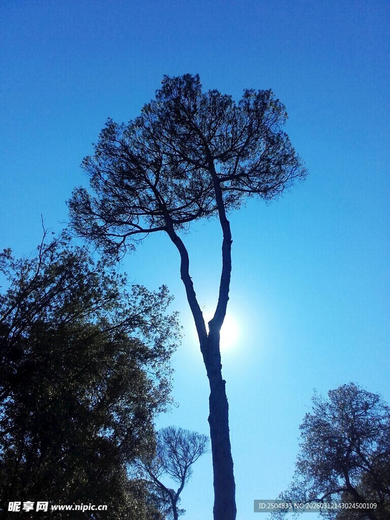 蓝天映衬下的挺拔孤树