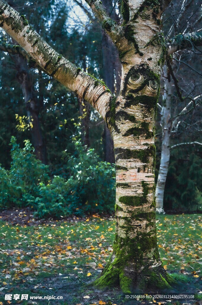 树皮艺术图案的奇特树木