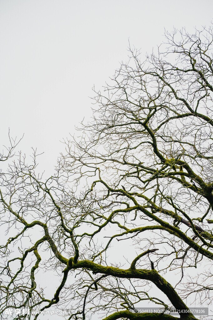 冬日光秃树枝景象