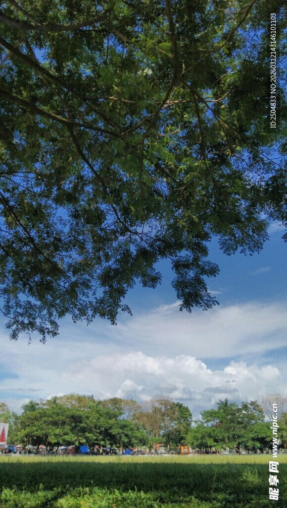 绿荫下的开阔草地风景