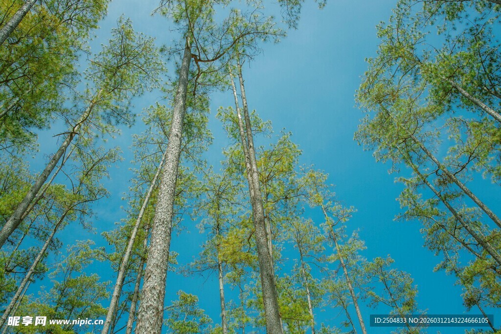 仰望蓝天与挺拔树林