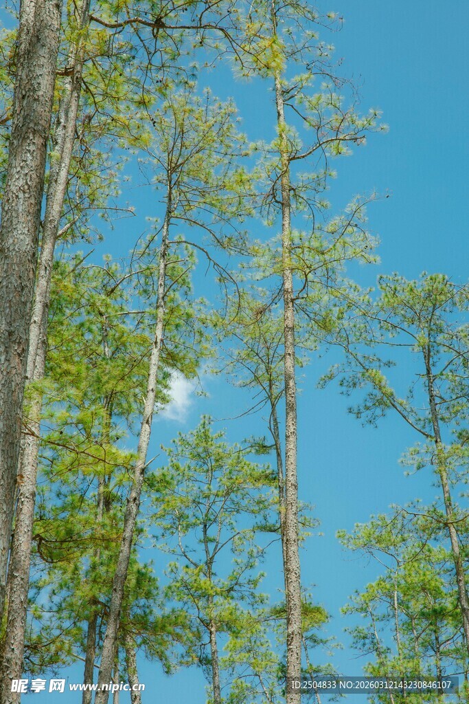 蓝天绿树间的清新景致