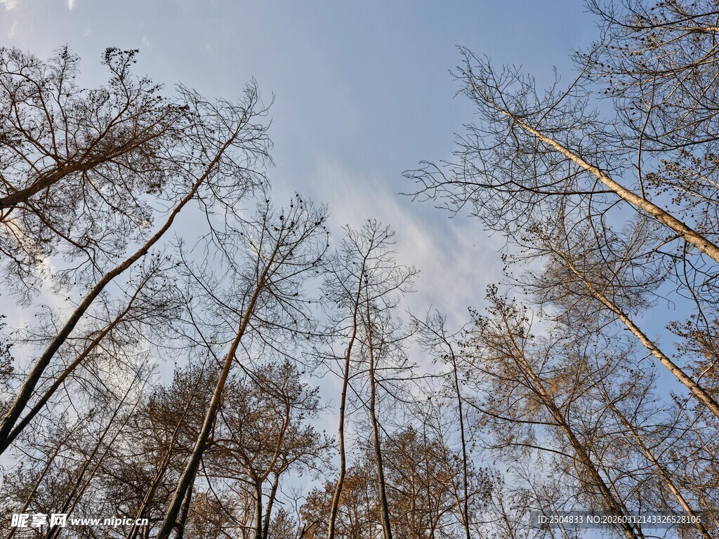 仰视枯树林蔚蓝天空