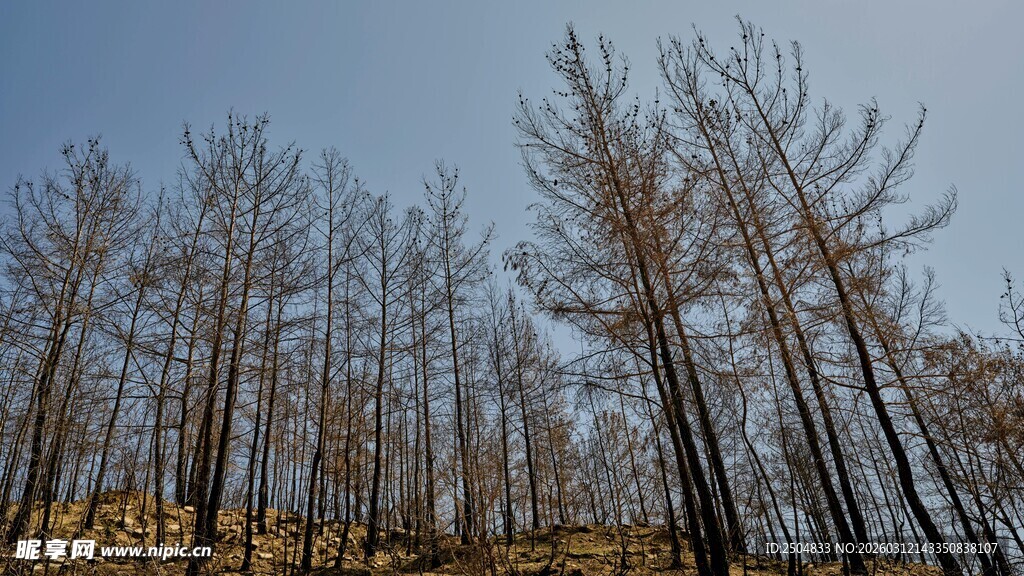枯树林立的萧瑟景象
