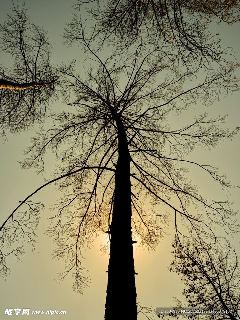 夕阳下的枯树剪影