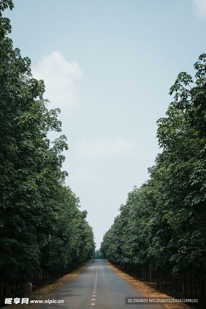 林荫大道 绿意盎然的风景