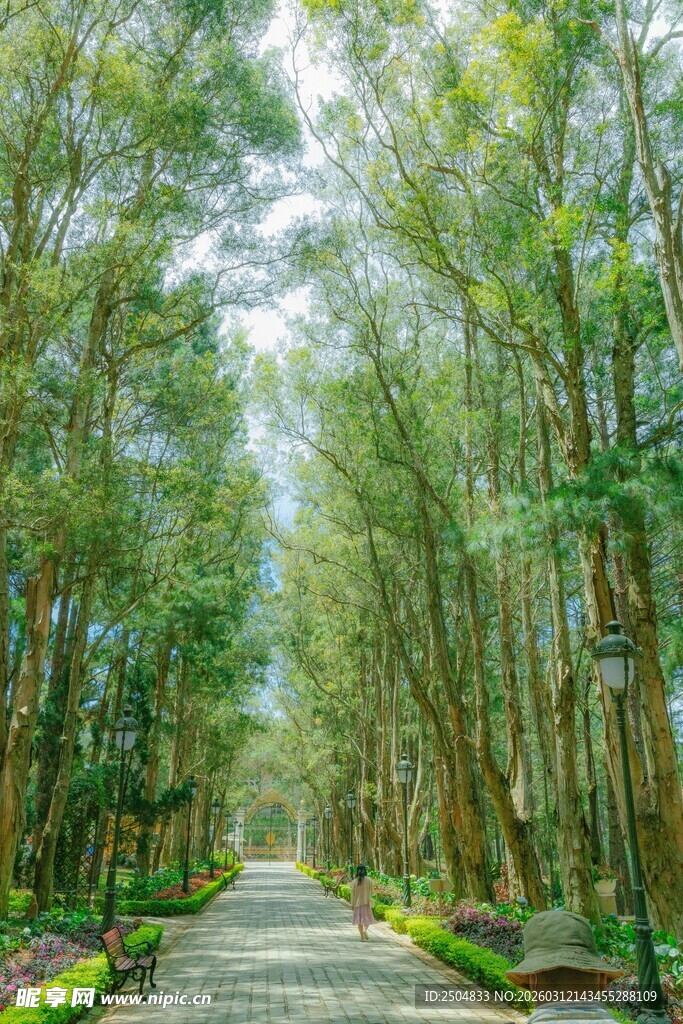 林间幽径 绿意盎然的风景