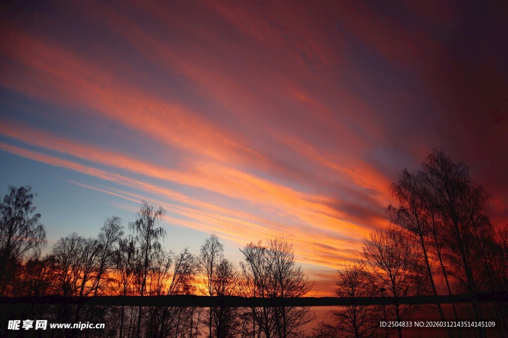 夕阳下的绚丽树林景观