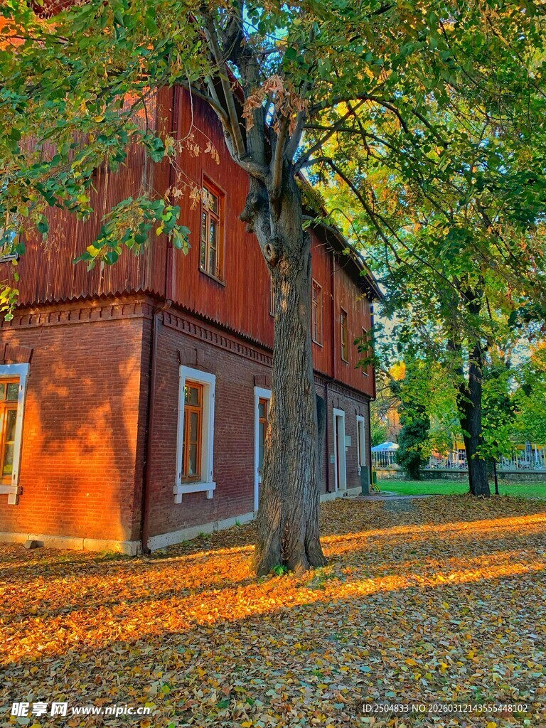 秋日红屋旁的落叶景致