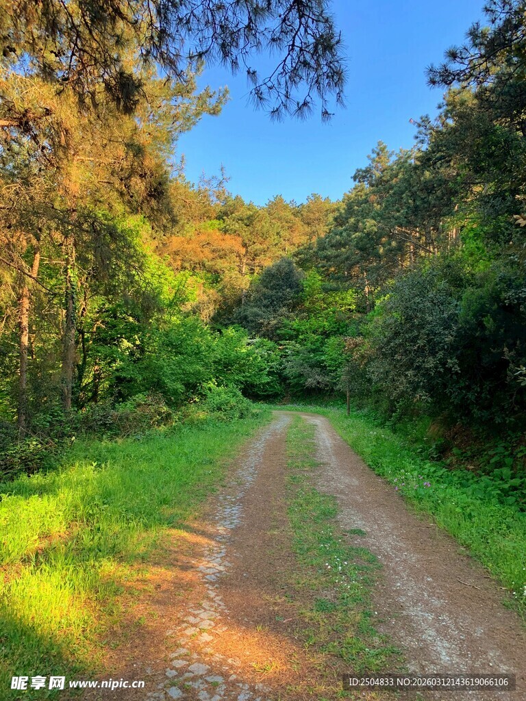 林间阳光洒落的泥土小径