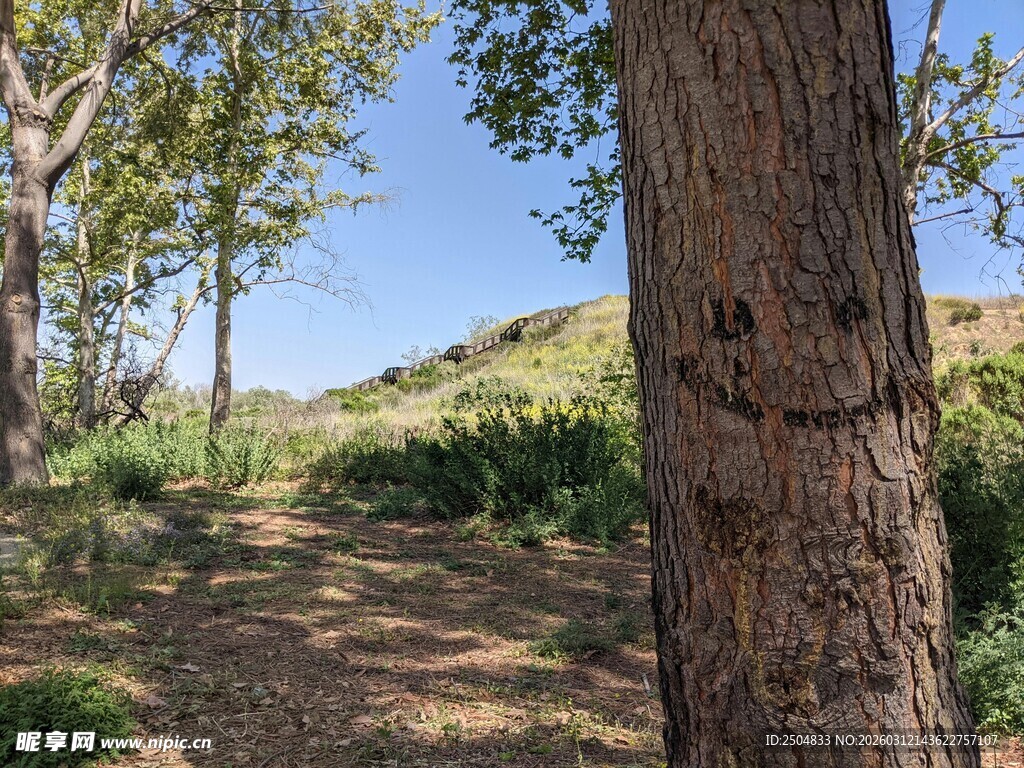 林间小径旁的粗壮树木