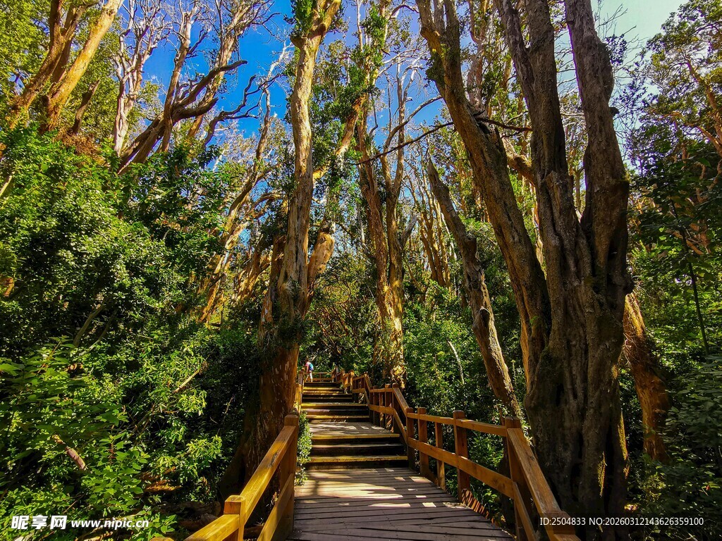 林间木栈道 漫步自然间