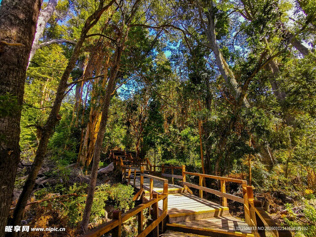 林间木栈道 自然清新景