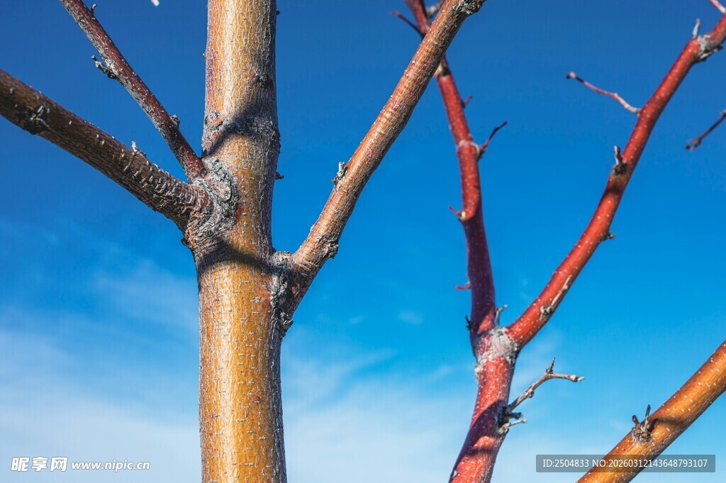 蓝天映衬下的红枝树干