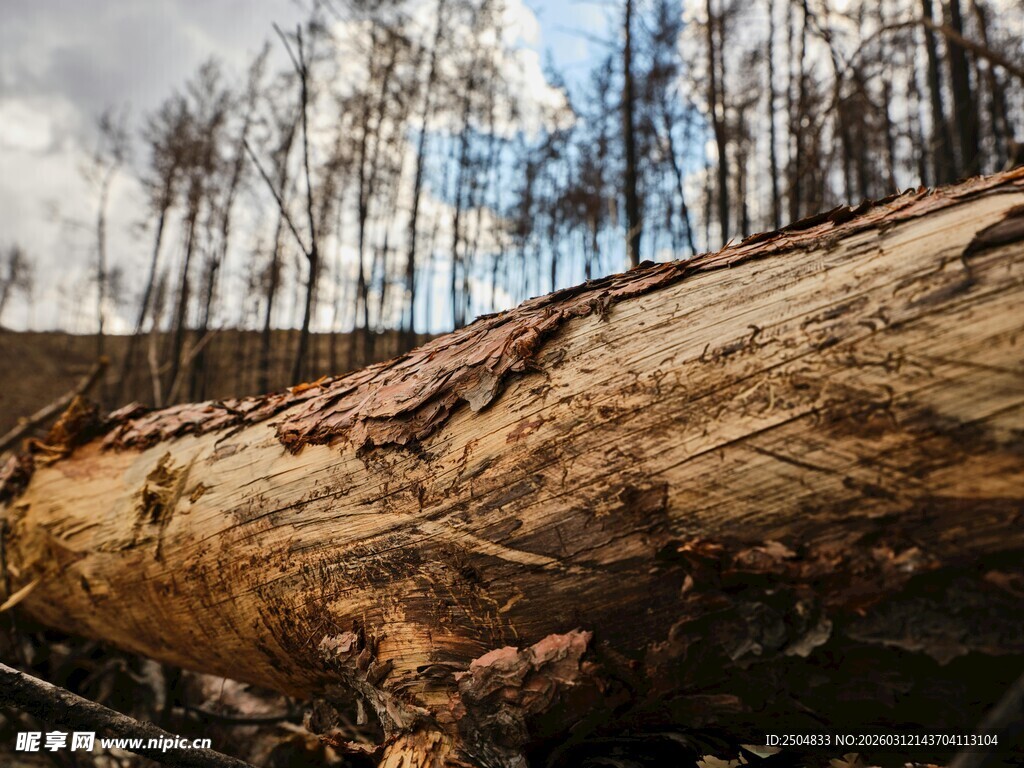 倒下的巨树与背后树林
