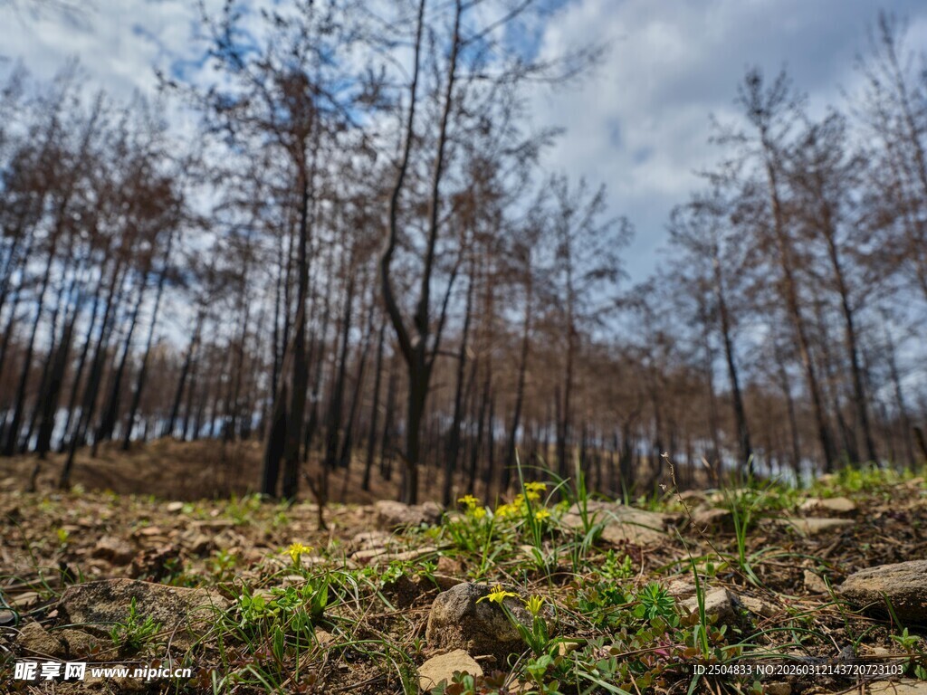 秋日枯树林 落叶覆地面