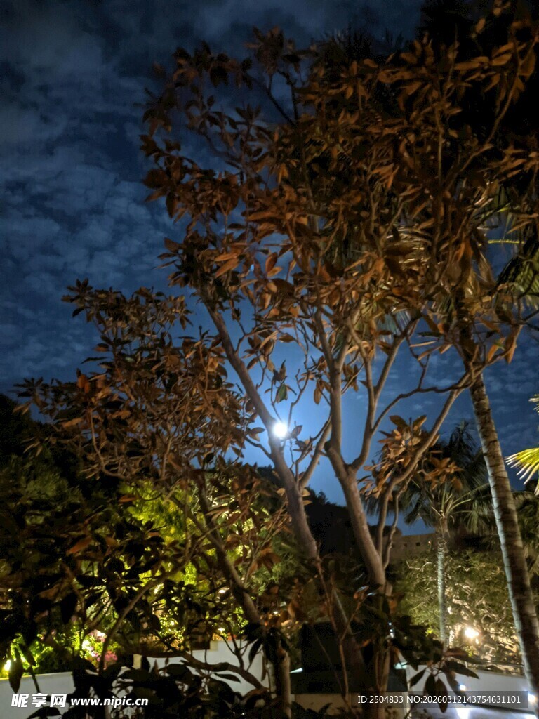 月夜下的树木与静谧街道