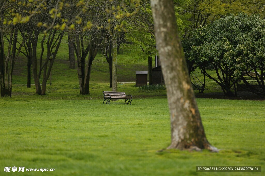 静谧草地旁的树木与长椅