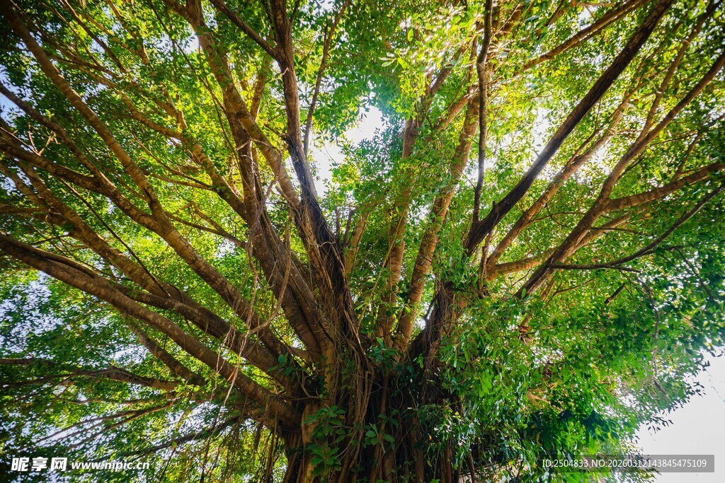繁茂大树展现蓬勃生机