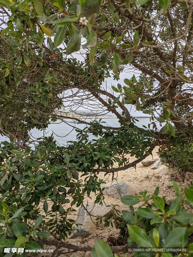 海边繁茂绿植景观