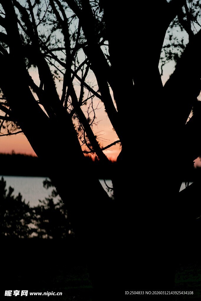 夕阳下树影与水面景致