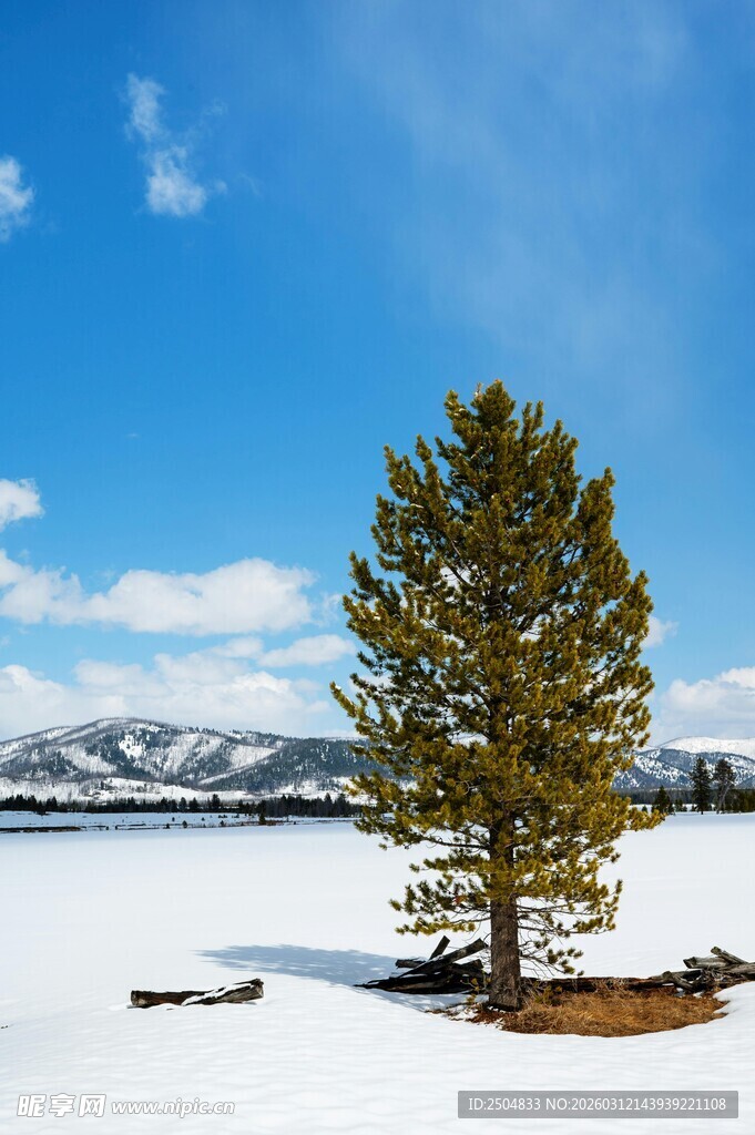 雪地孤树 蓝天雪景之美