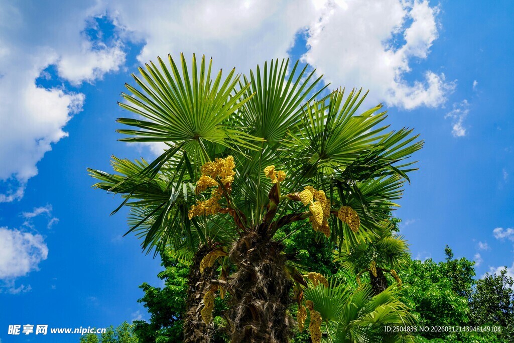 蓝天映衬下的繁茂棕榈树