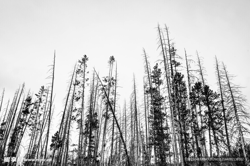 枯树林立的荒凉景象