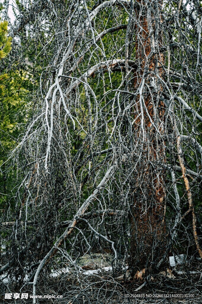 烧焦枯树 灾后森林景象