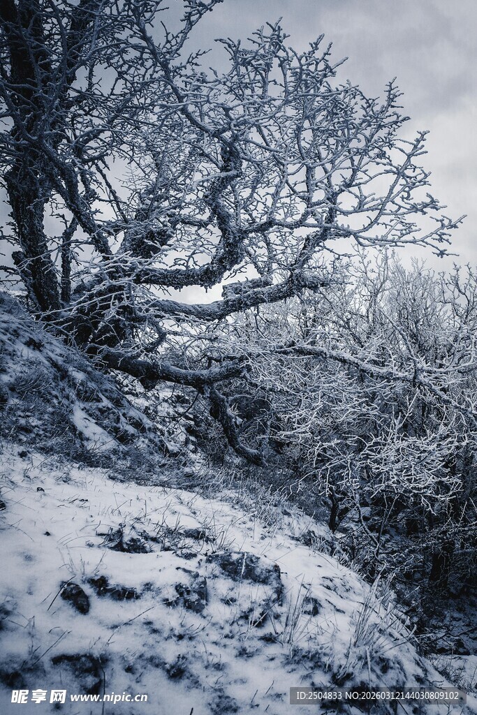 雪覆山林景象