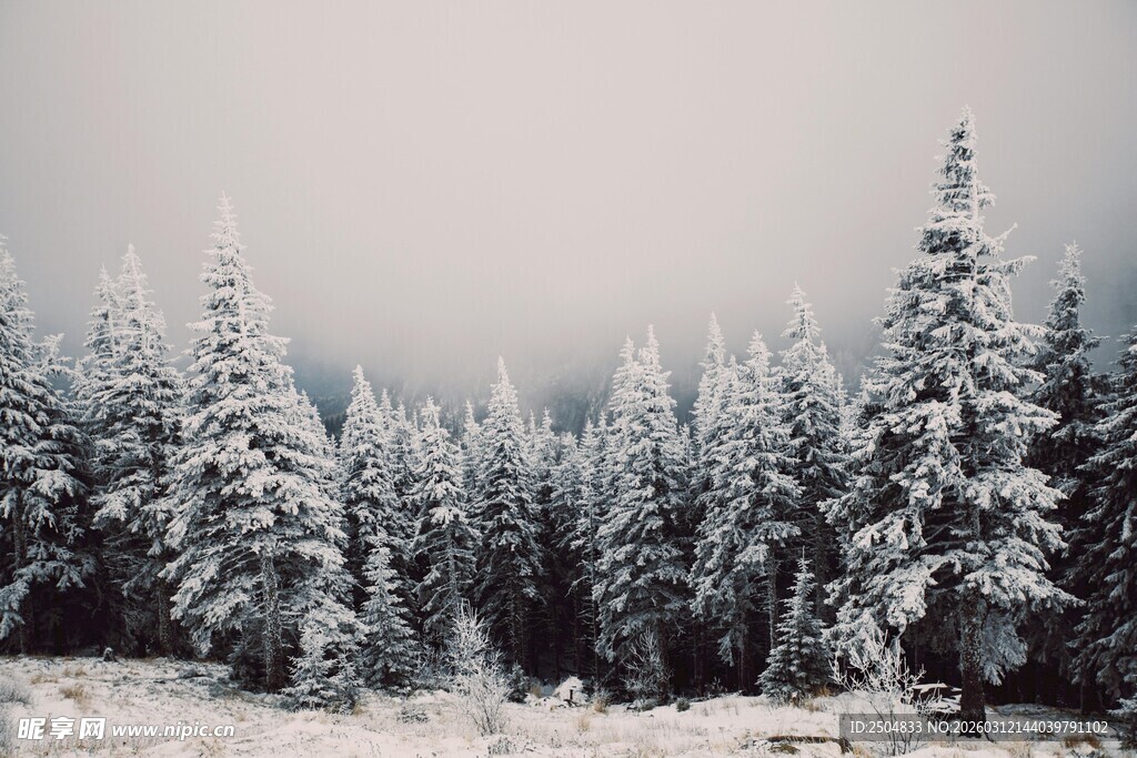 雪覆松林美景