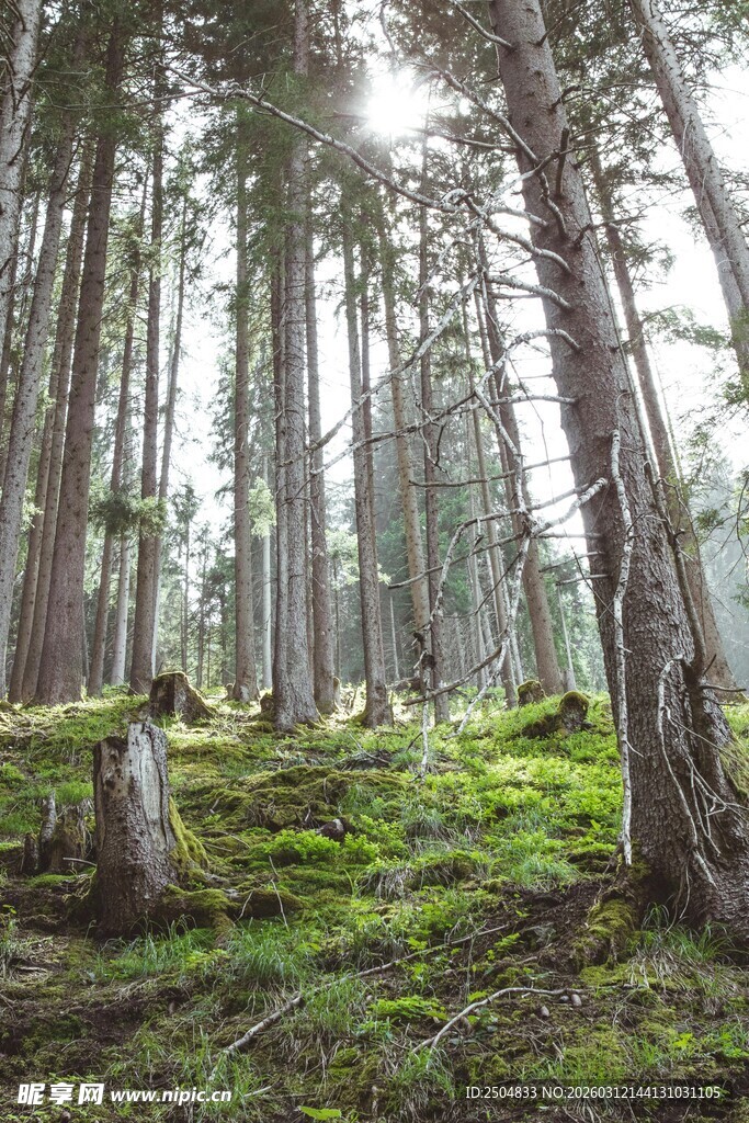 阳光洒落静谧森林