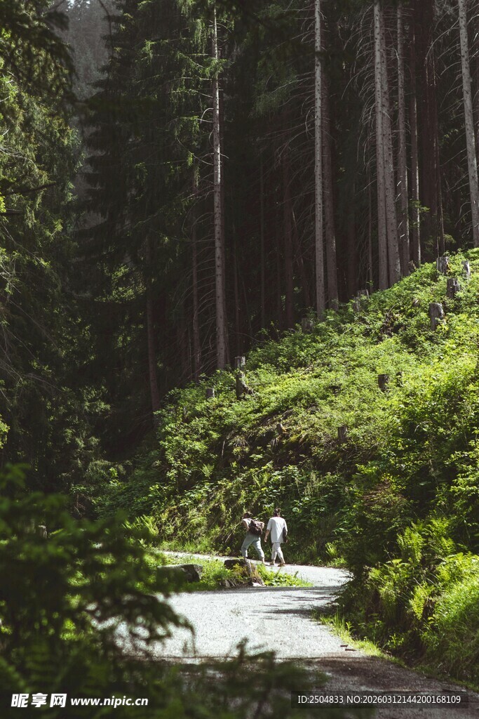 林间小径 漫步自然之境