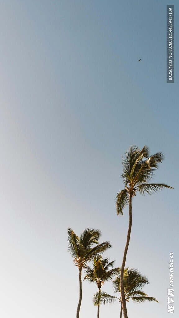 蓝天椰树美景