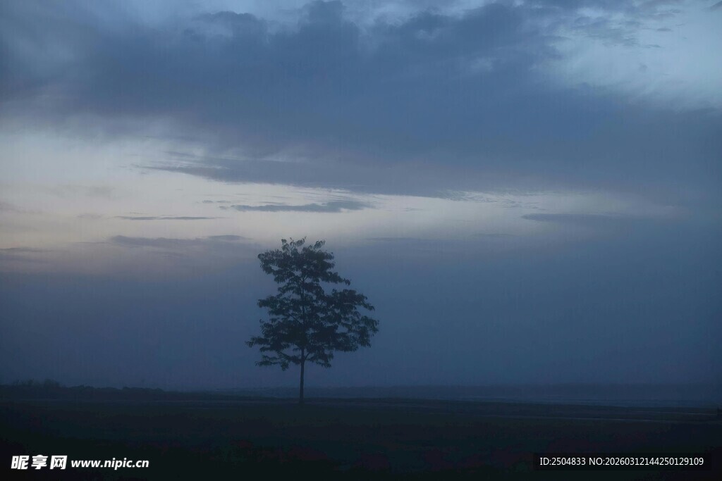 孤树矗立在朦胧暮色中