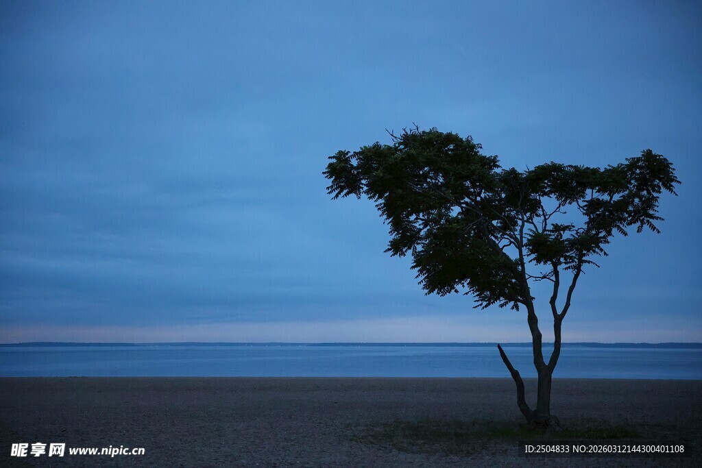 孤树屹立于旷野暮色中