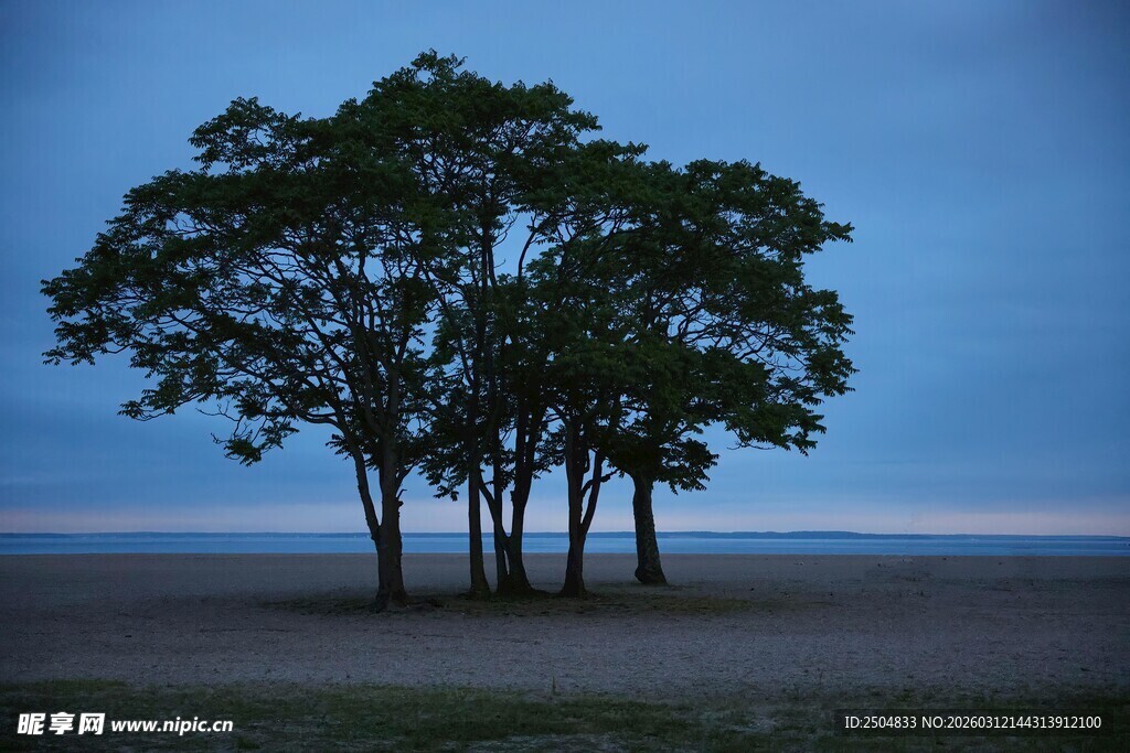 旷野中的孤独树木