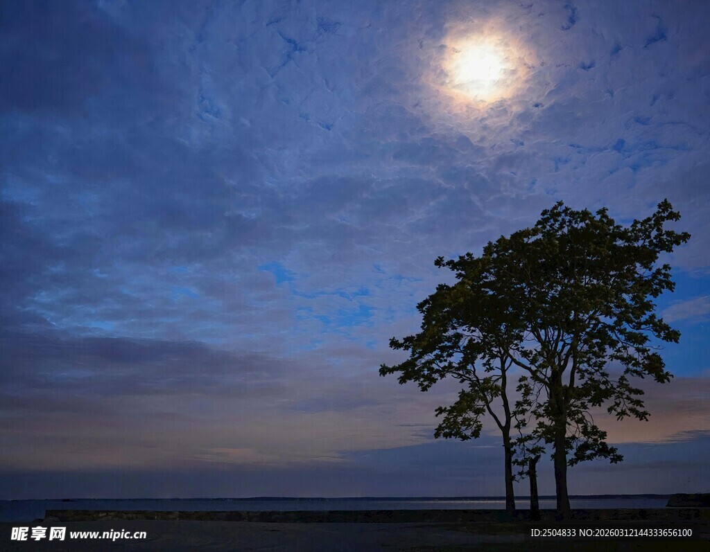 月夜孤树美景