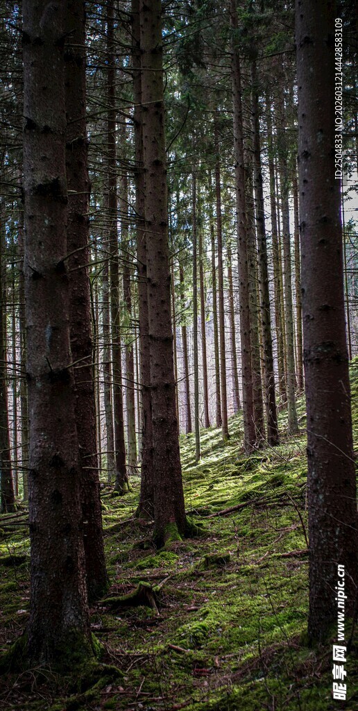 静谧森林中的光影美景