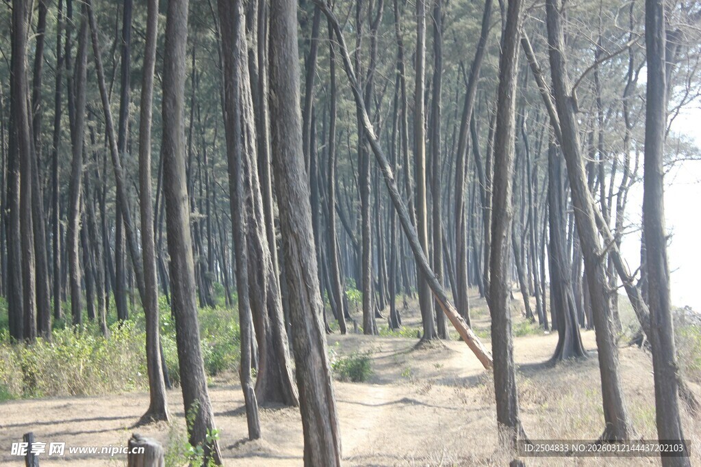 林间小道 静谧的树木景观
