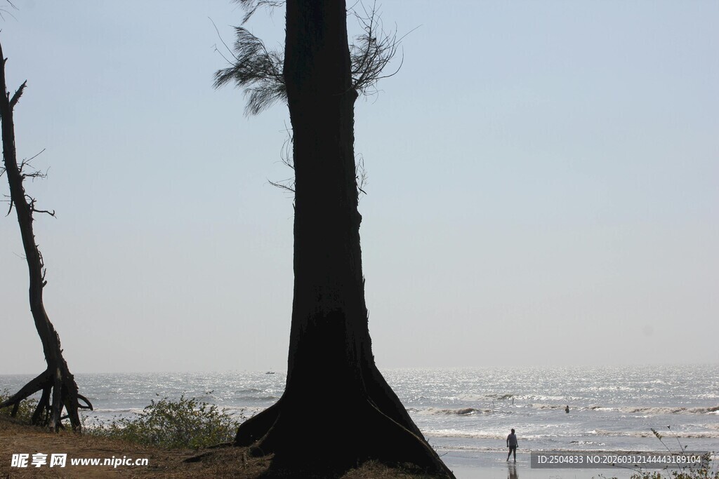 海边挺立的孤独椰子树