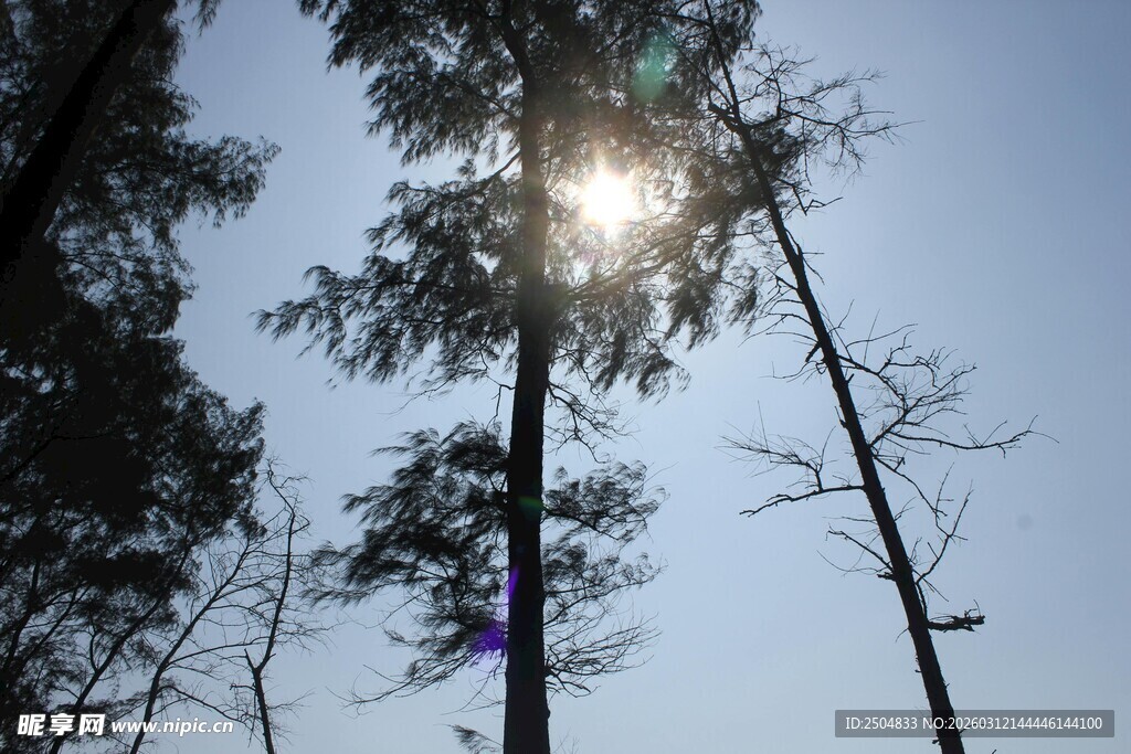 林间阳光穿透树梢美景