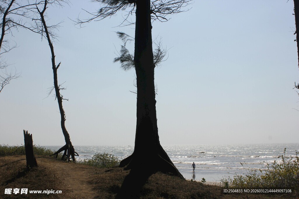 海边树林的静谧景致