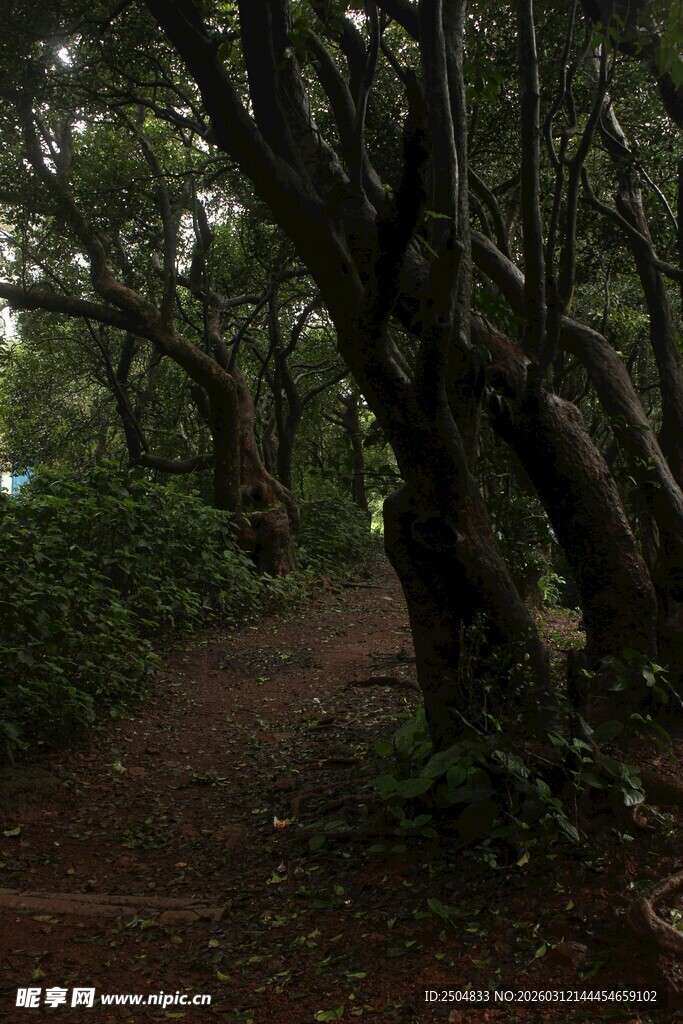 林间幽径 古树相伴