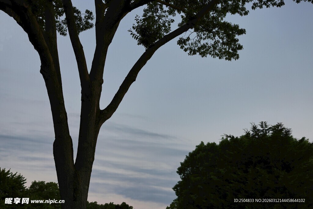 黄昏下的树木与天空