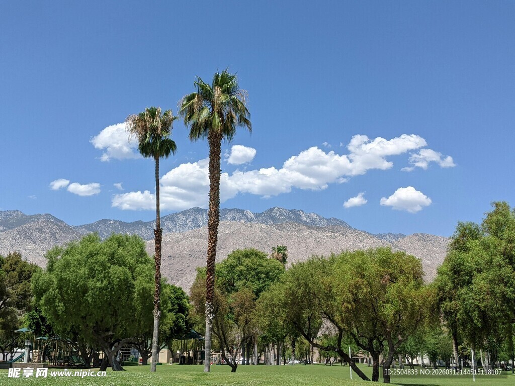 户外棕榈树与蓝天景致