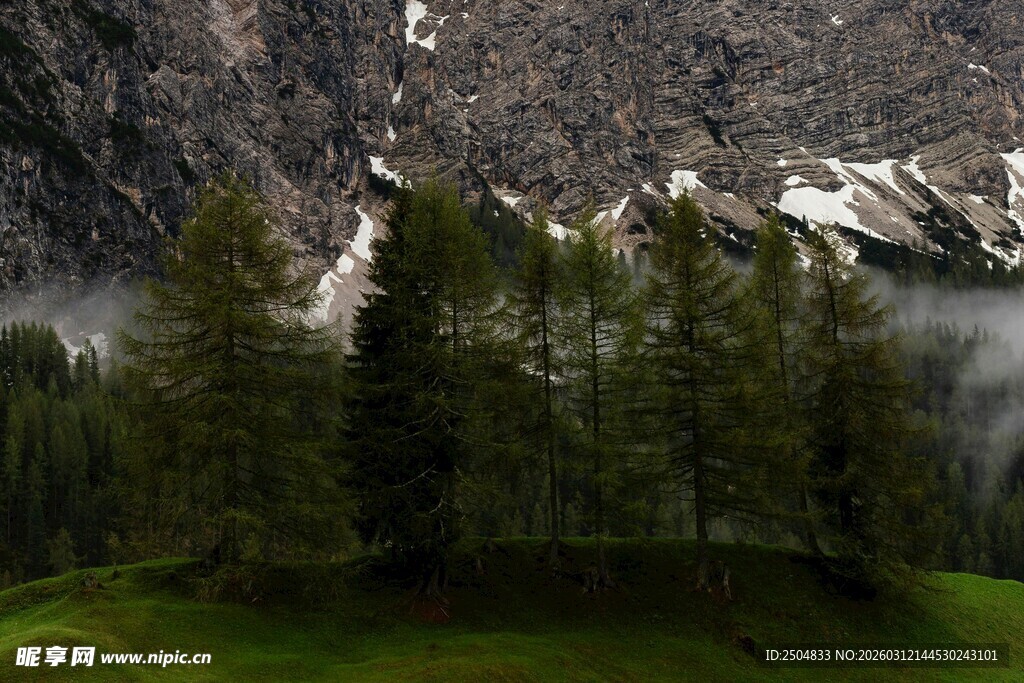 山间松林云雾缭绕美景