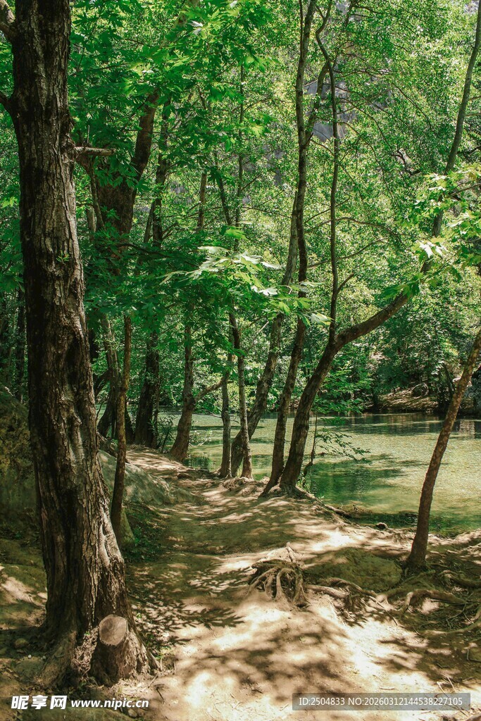 林间小道 绿意盎然的景致