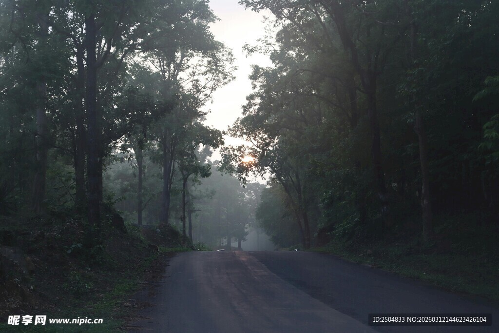 林间晨雾弥漫的幽静道路