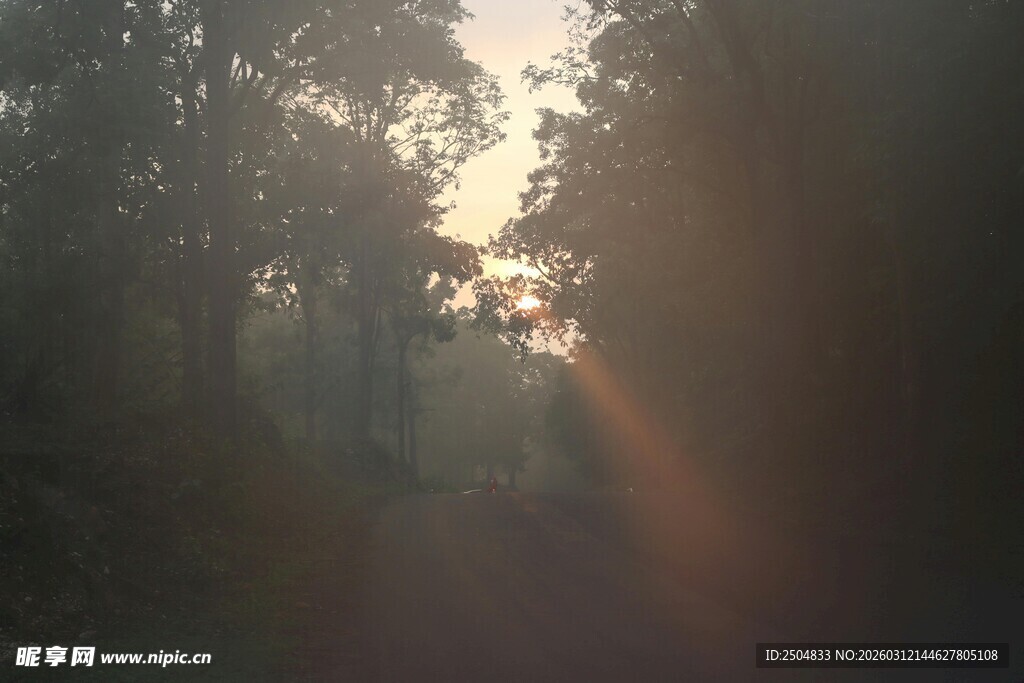 林间晨光 光影交错的静谧